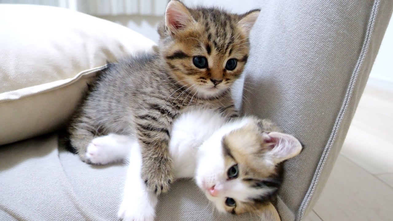 Kittens Lili and Fifi's first sibling fight was too intense...