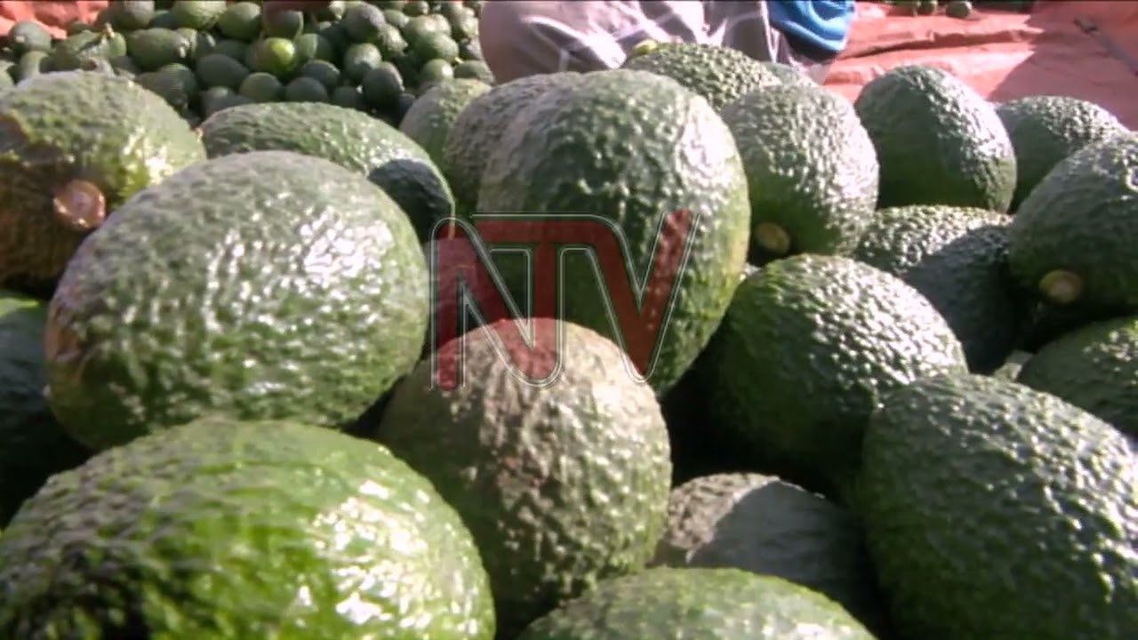 How Kyenjojo farms are also embracing tourists