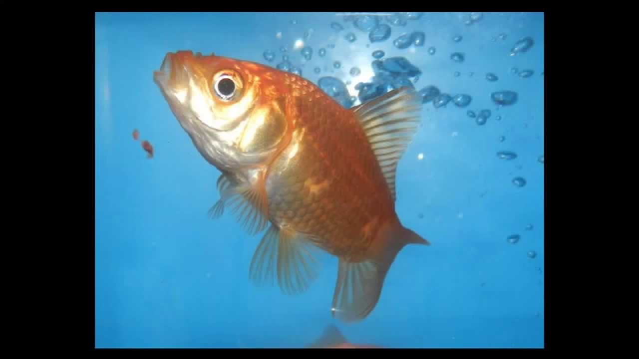 Scheda del Carassius Auratus (pesce rosso)