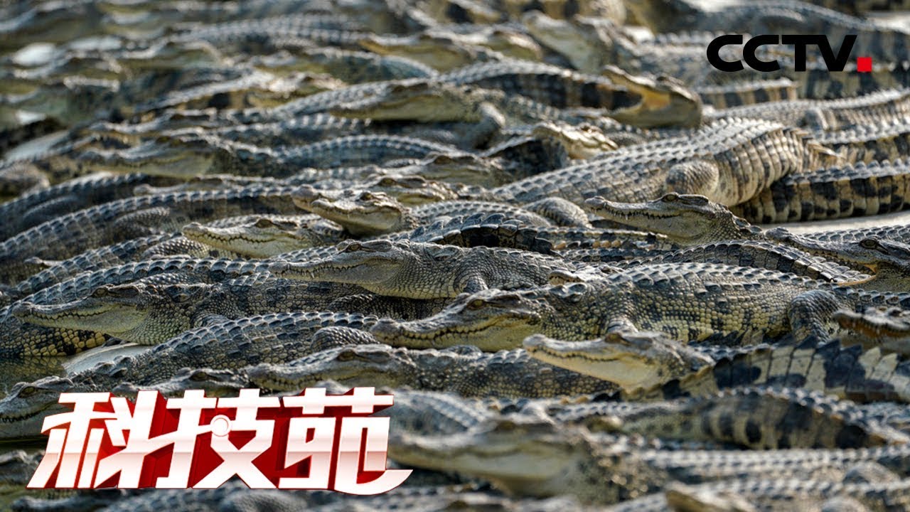 《科技苑》池塘里住着“清道夫” 20190509 | CCTV农业