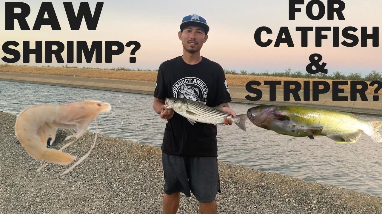 CA Aqueduct Fishing - Catfish and Keeper Striper on Raw Shrimp