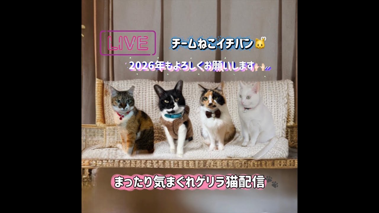 気まぐれまったり猫配信🐾おやすみ前にまったりしてにｬԽ🐱ฅ