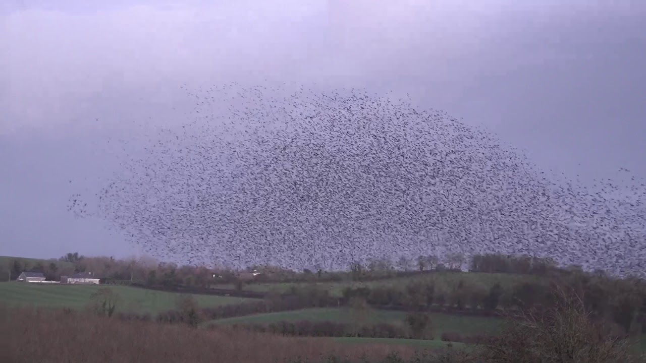13/01/2019 - Starling murmurations in Nobber