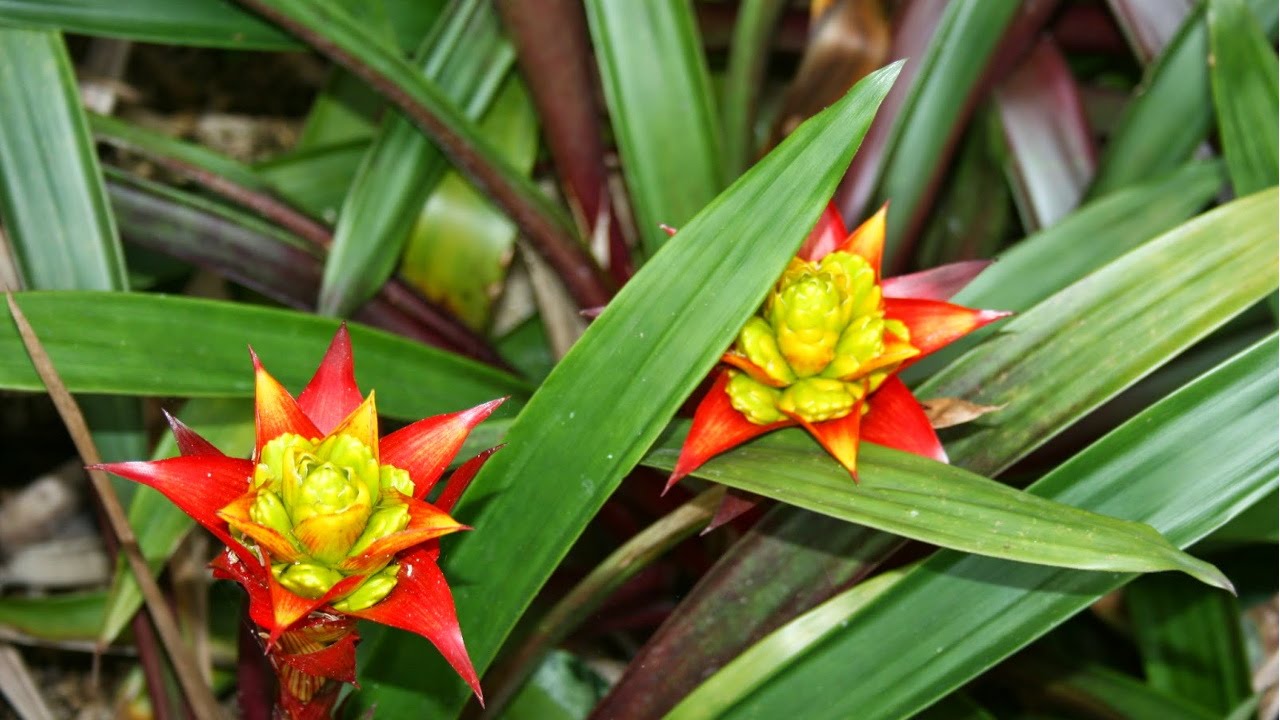 Curso Cultivo de Bromélias - Clima e Substrato - Cursos CPT