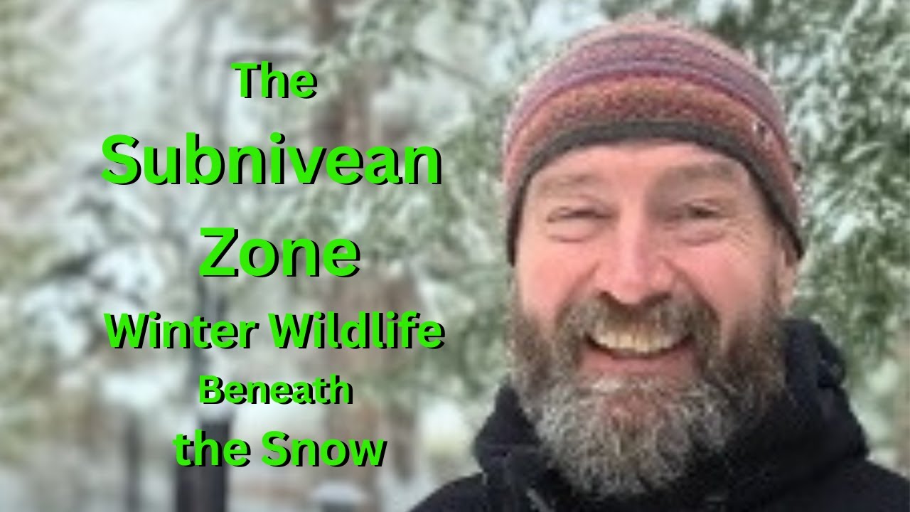 The One about Winter Wildlife and the Subnivean Zone, the Important Active Ecosystem under the Snow