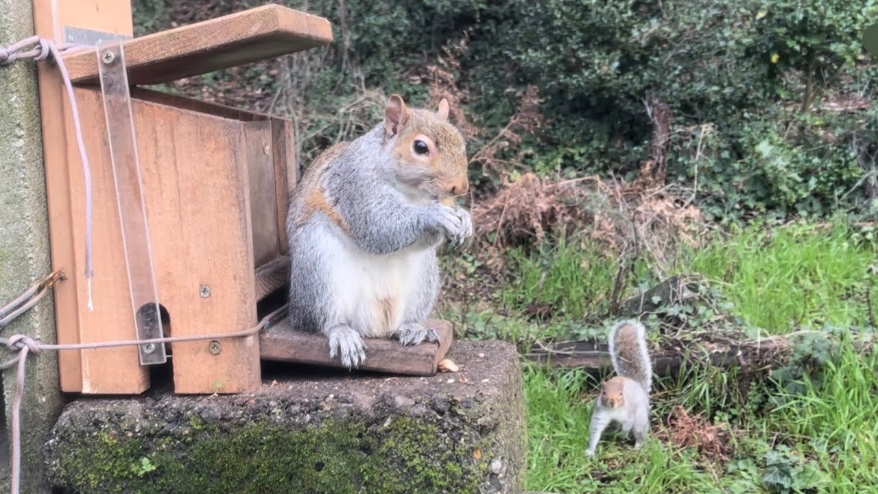 Backyard Squirrel Feeder Shenanigans | no AI