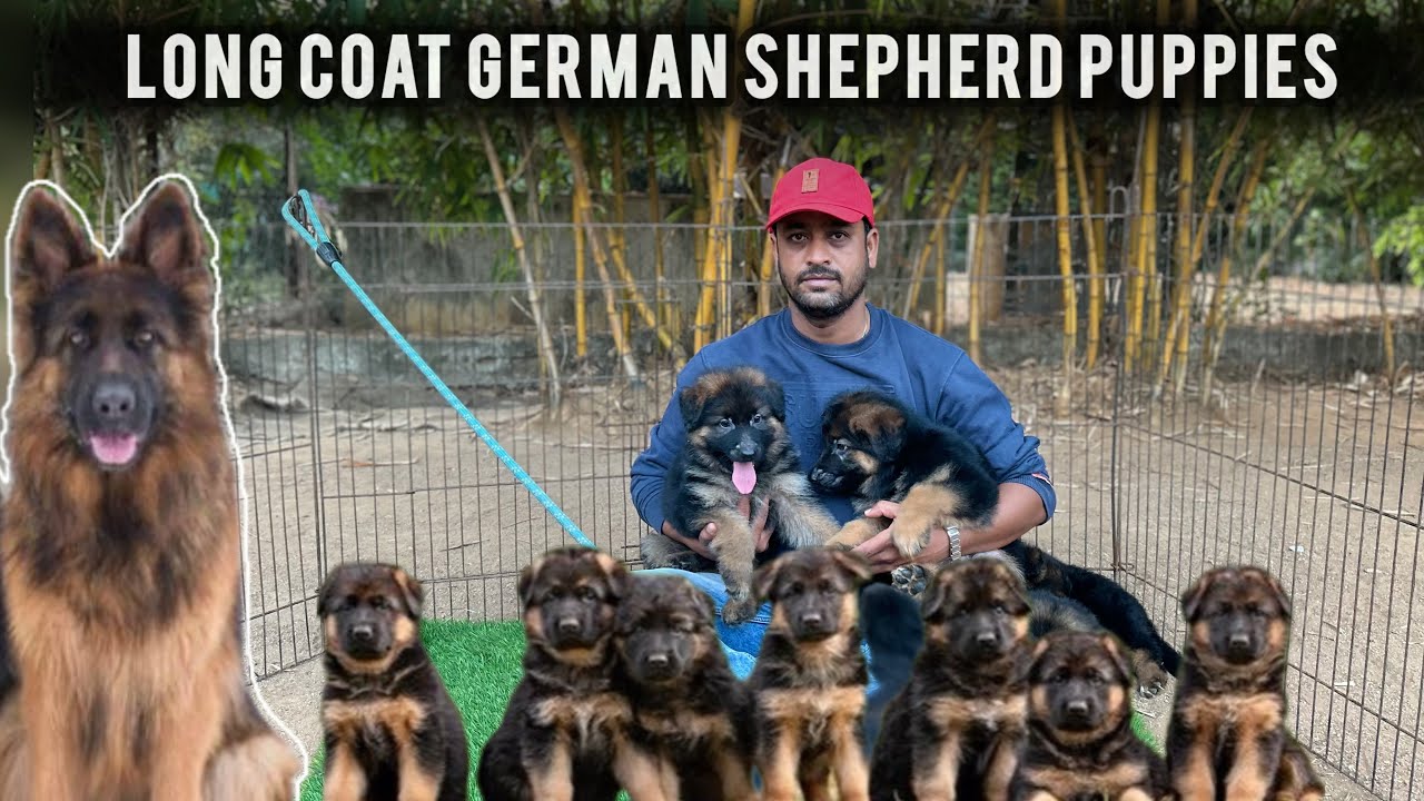 Long Coat German Shepherd ఇది చూసిన తర్వాత మీరు సంతోషంగా ఉంటారు | German Shepherd Kennel - Hyderabad