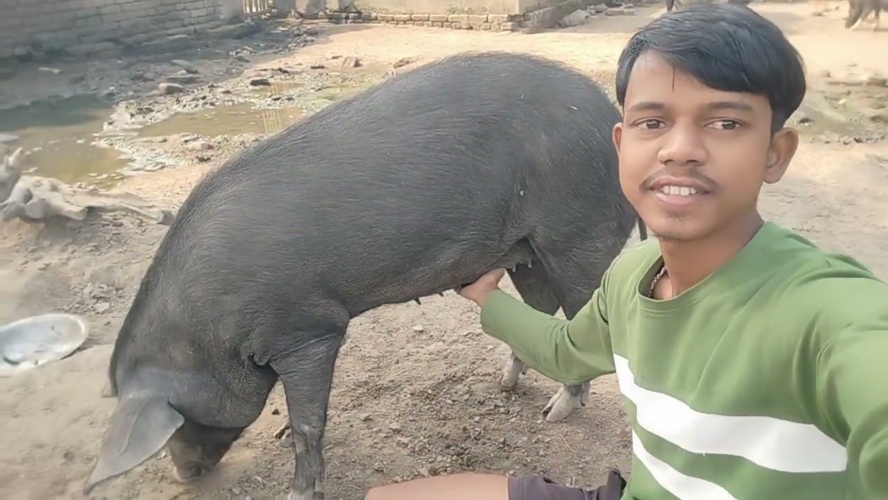 My small pig farm 🐖. 