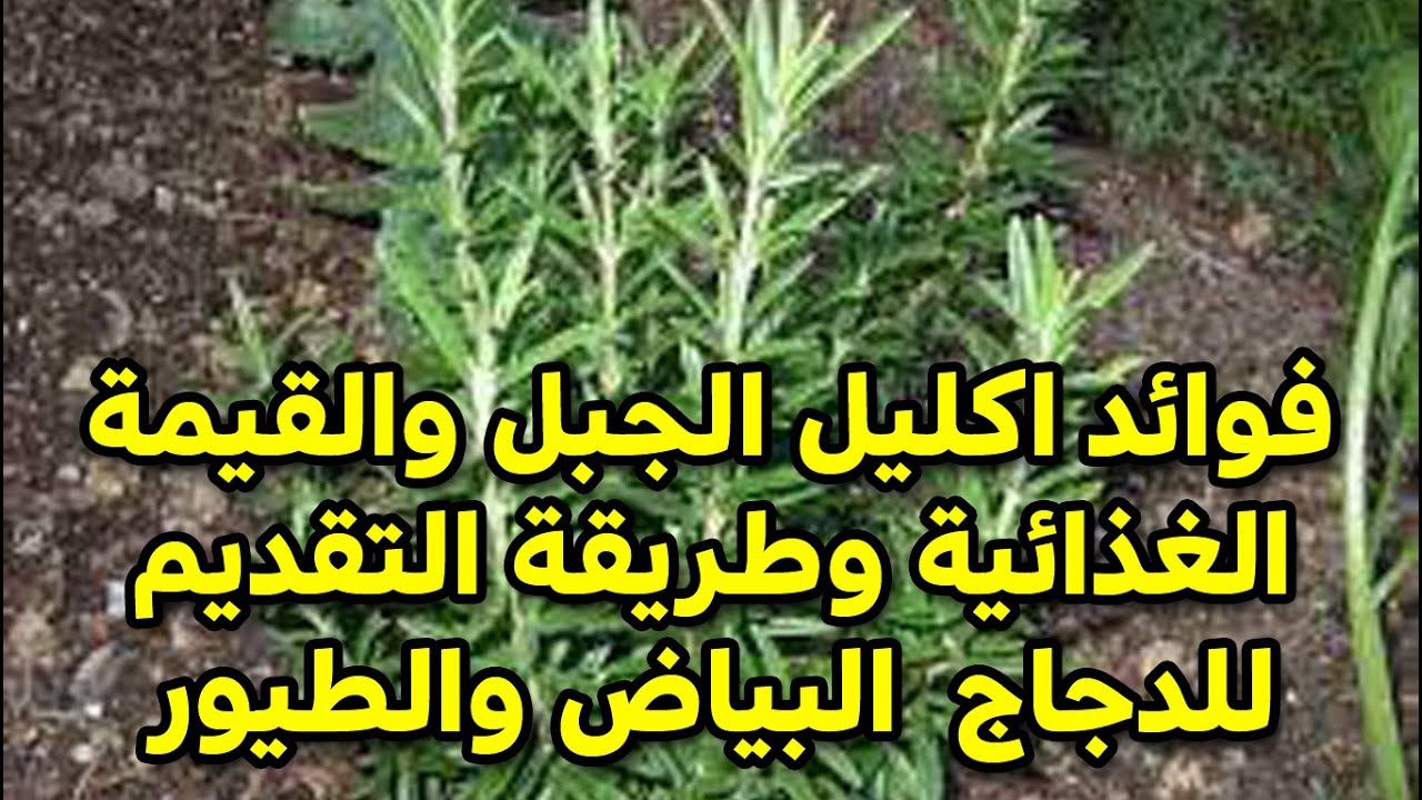 مكونات عشبة اكليل الجبل وفوائدها للطيور والدجاج البياض من فيتامينات طبيعية وفعالة #طيور_فوق_السطح