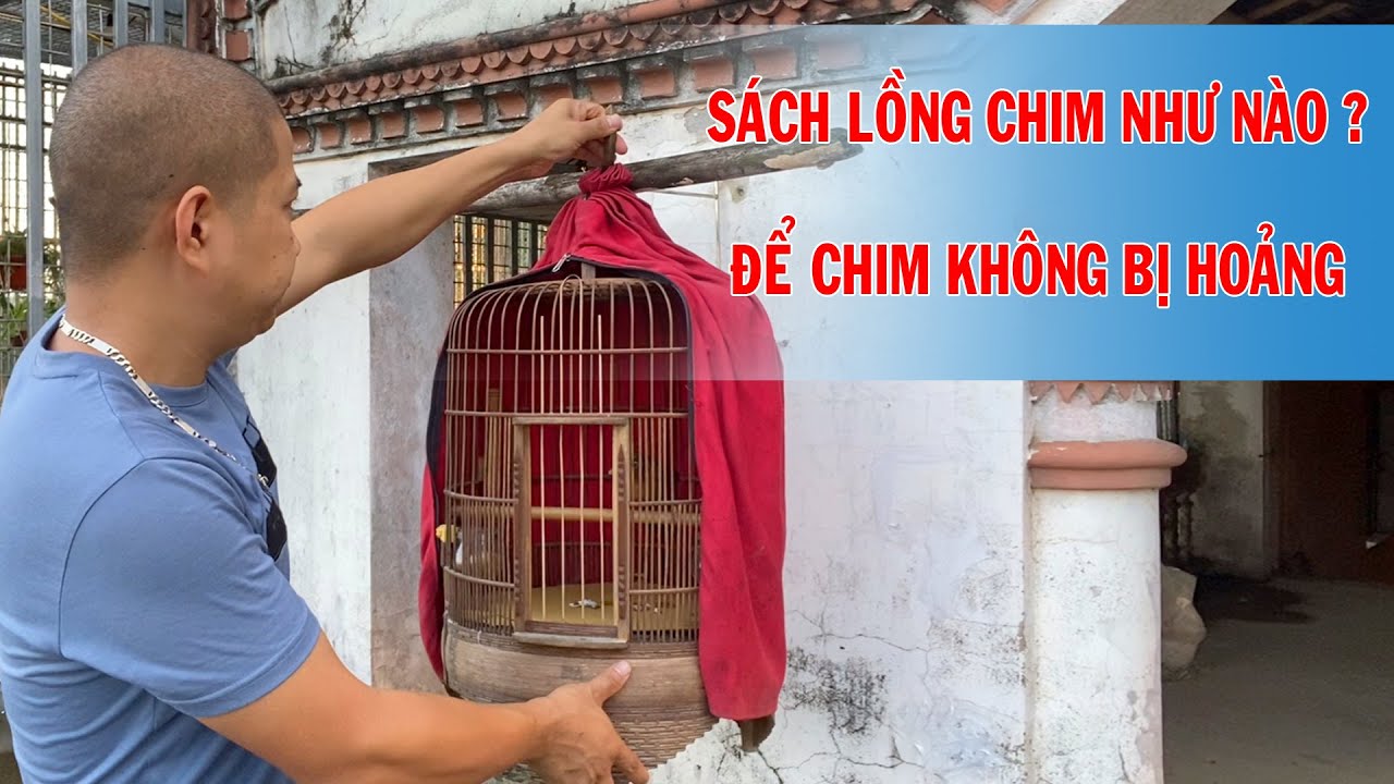 Hướng dẫn s&aacute;ch lồng chim họa mi đ&uacute;ng c&aacute;ch, để cho chim kh&ocirc;ng bị hoảng | Họat Họa Mi