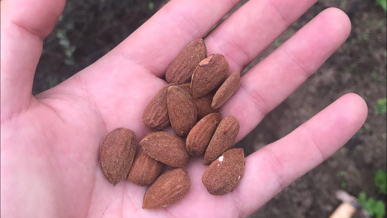 ازرعوا حامل الطعم للوزيات الآن porte greffe fruitiers