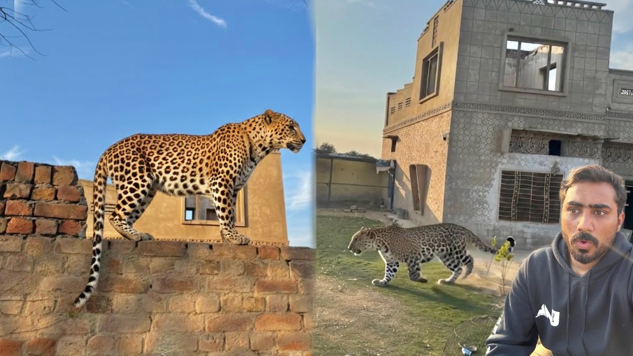 Zoo Ma Leopard 🐆 Agya 😱