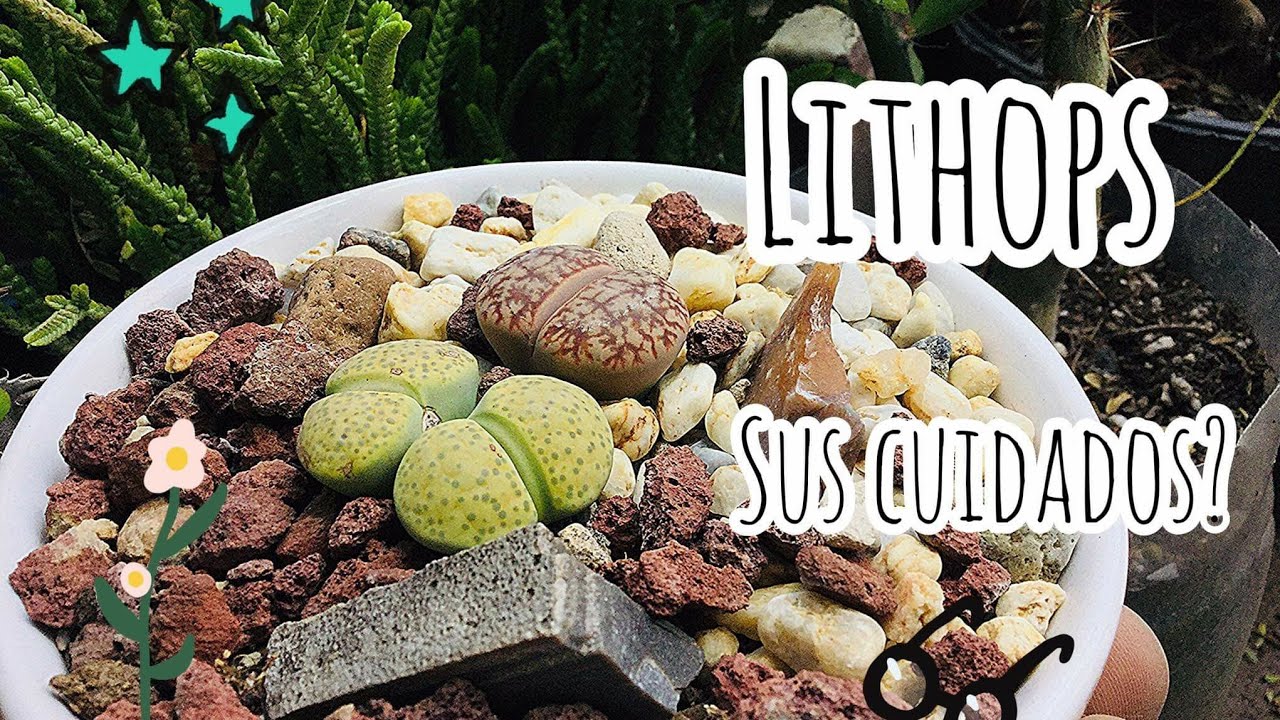 Lithops/sustrato 🌱 Ep 08