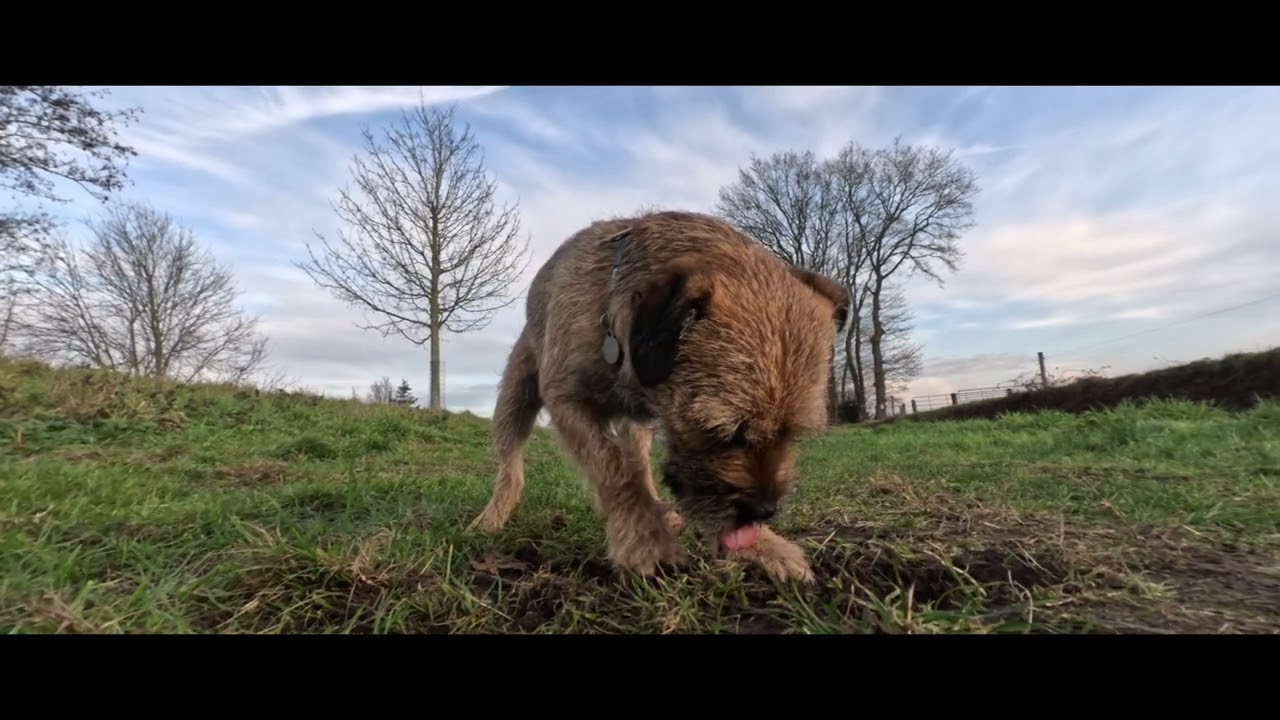 Border Terrier WOODY 3 jaar