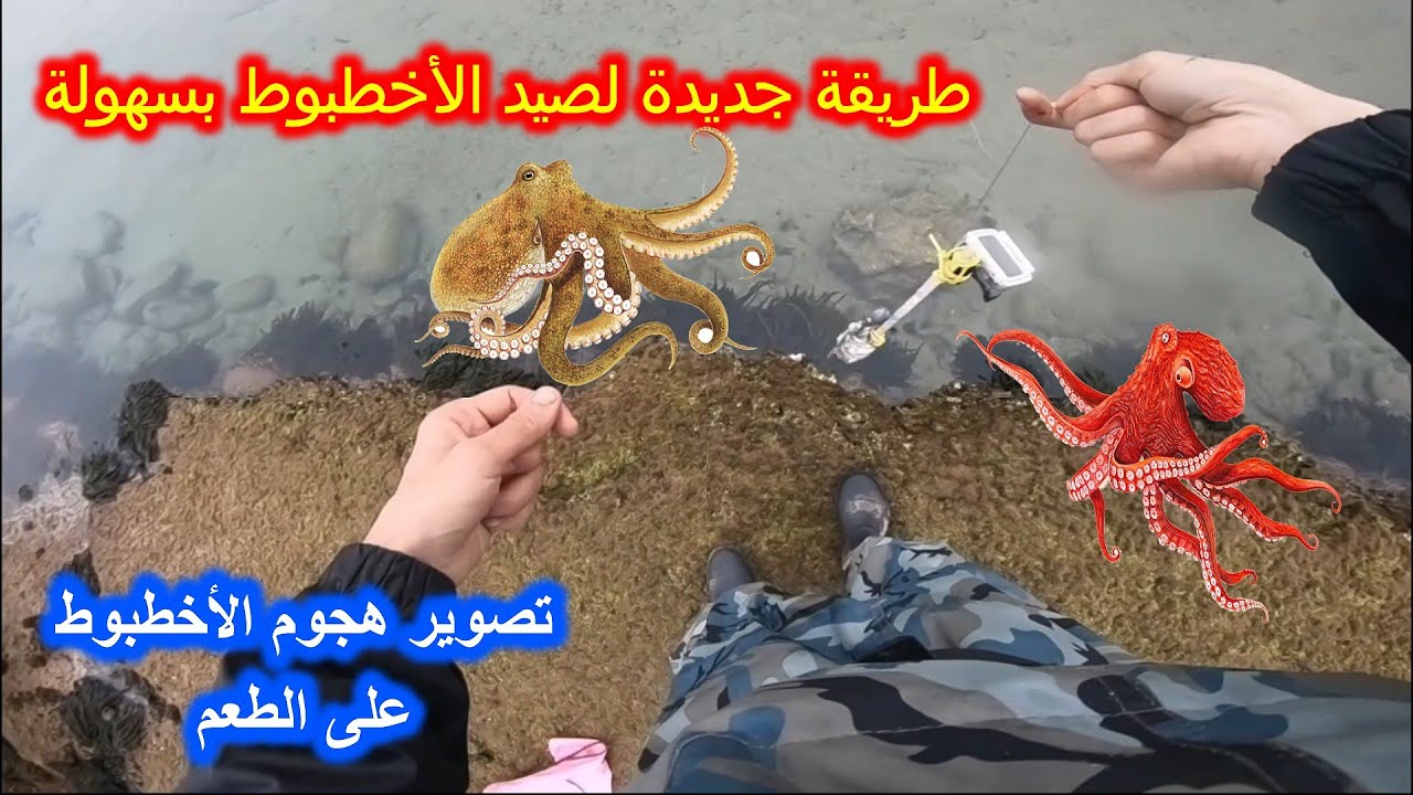.طريقة سهلة لصيد كمية كبيرة من الاخطبوط