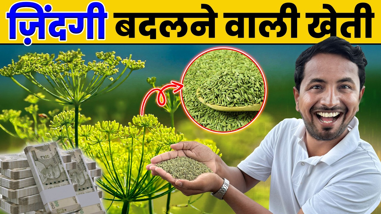 Market में मचा दी धूम 📈 Saunf Farming बन गई कमाई का नया रास्ता 💰🚜 Indian Farmer