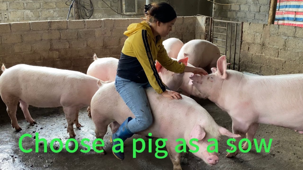 how I choose a pig as a sow /@ThoaRurallife  #12