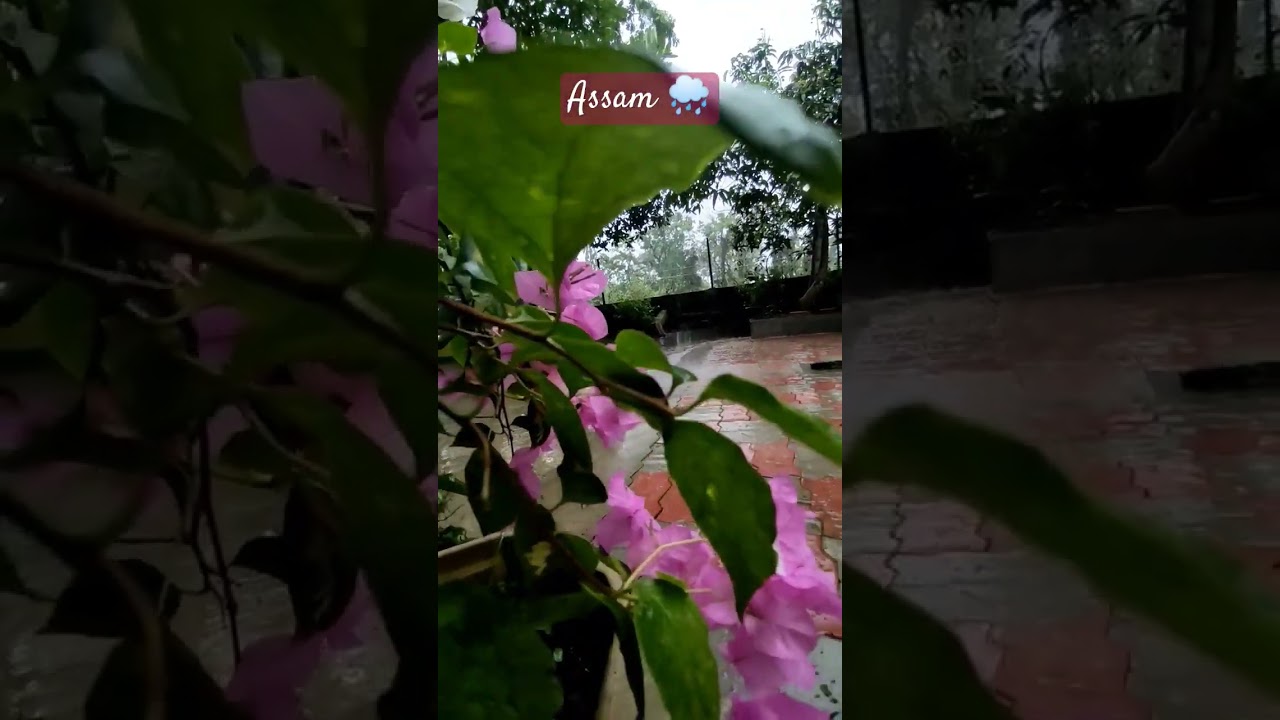 Rain🌧 #weather #rainsounds #rainyday #assam #shortsfeed #youtubeshorts #youtube #monsoon #assamrain