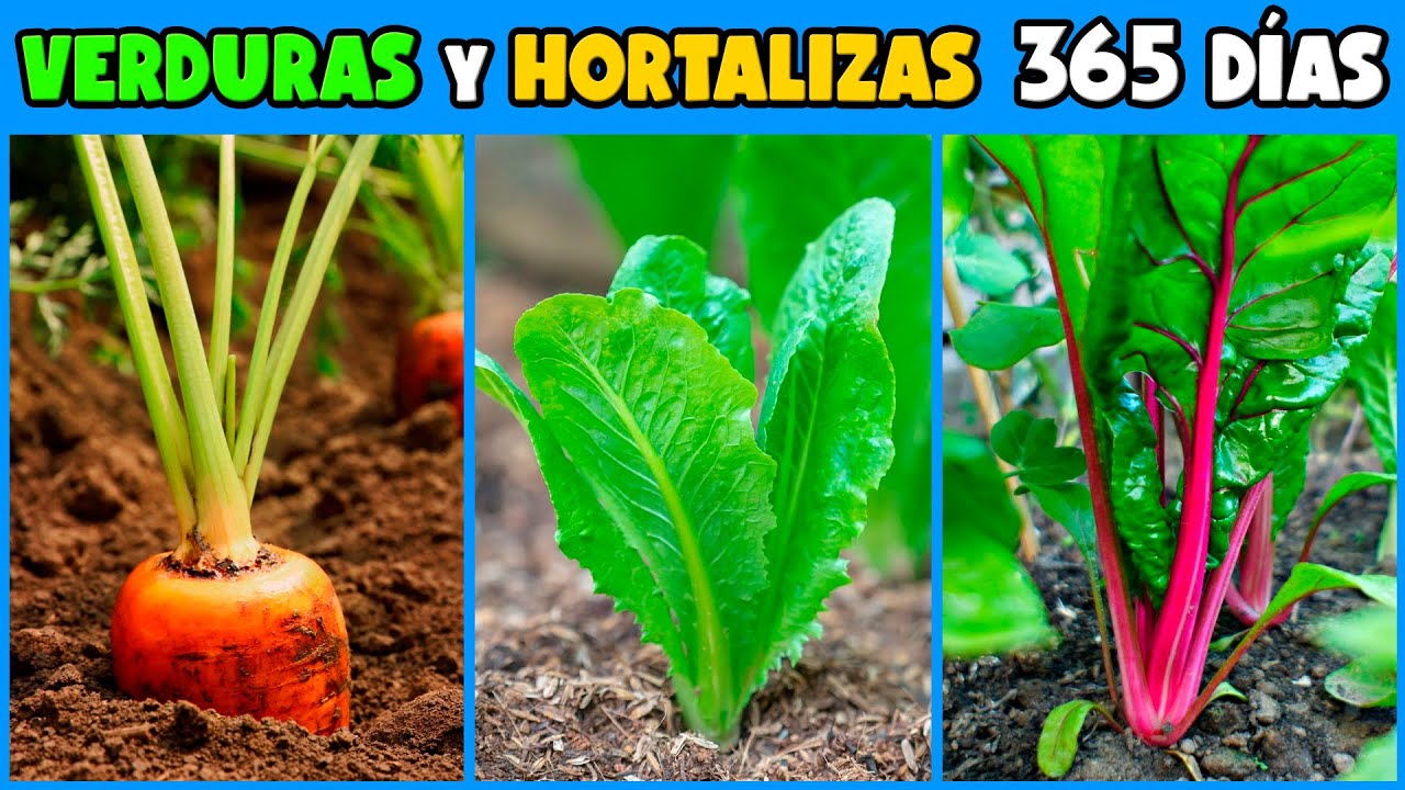 Que VERDURAS se pueden SEMBRAR y CULTIVAR TODO EL A&Ntilde;O