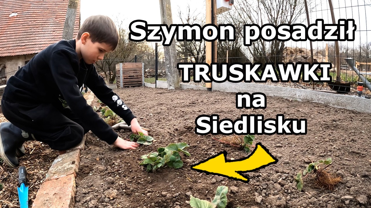 Szymek posadził sadzonki truskawek na SIEDLISKU !!! Odkrywamy TU kolejne oznaki WIOSNY !!!