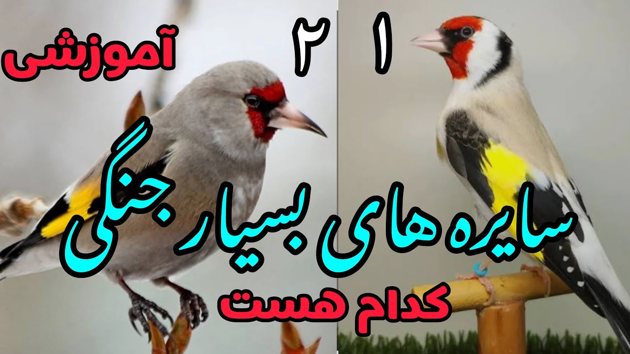 سایر های جنگی افغانستان کدام هست