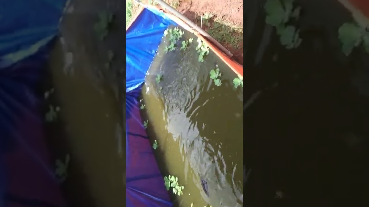 nuoi ca be lot bat