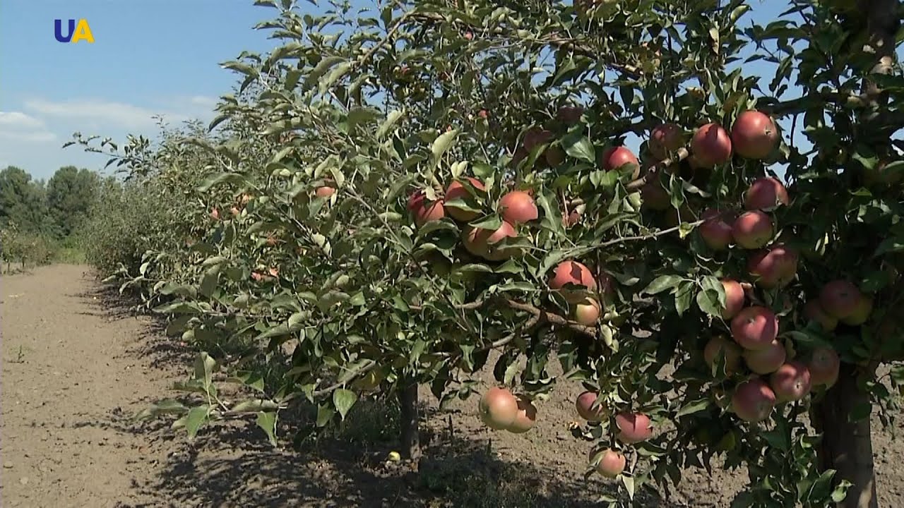 زراعة الأشجار المثمرة  في  حقول أوكرانيا