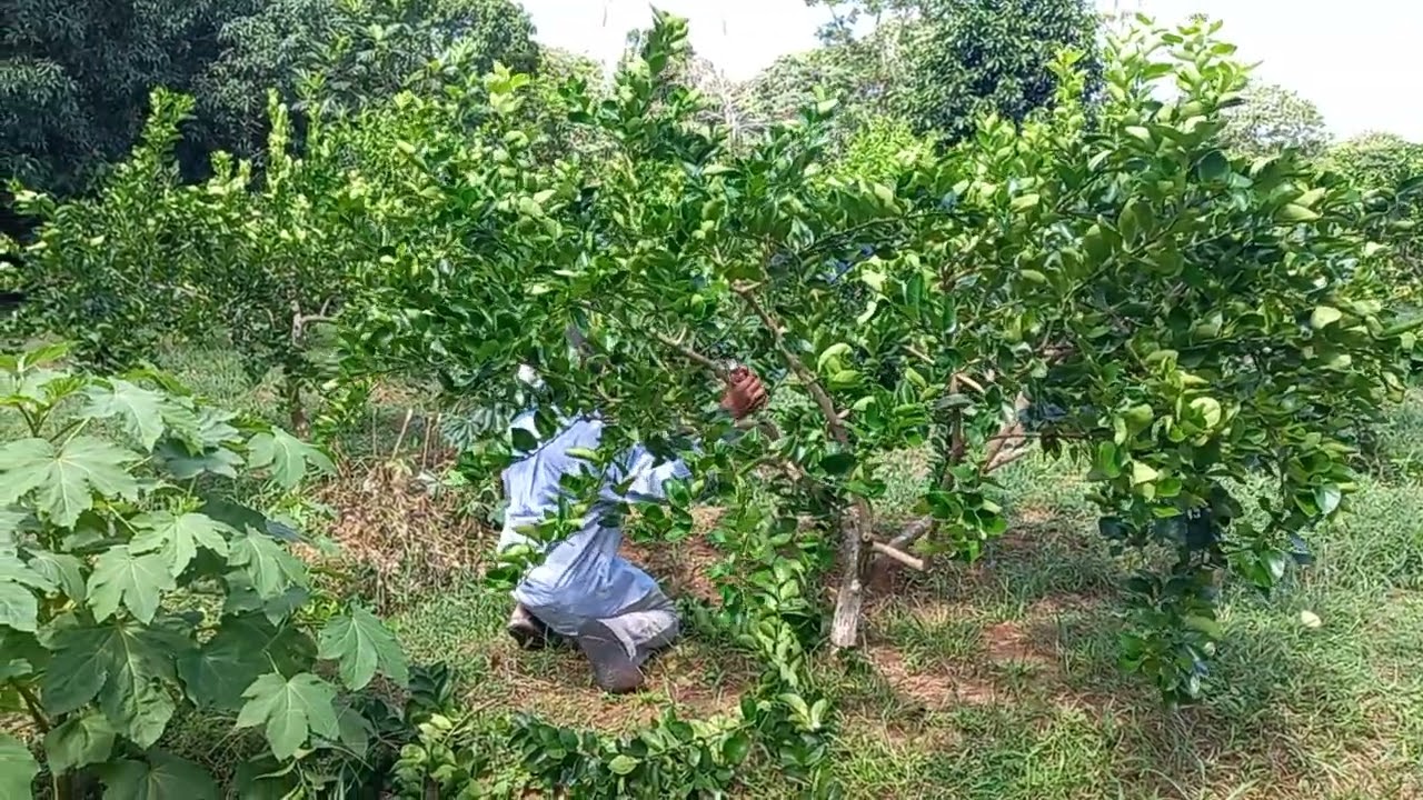 poda de producción en limon  .