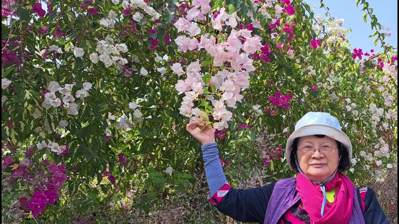 2026/03/09 開心GO 中寮 粉紅山丘麝香木秘境 甜心玫瑰園 泡麵土地公之旅。