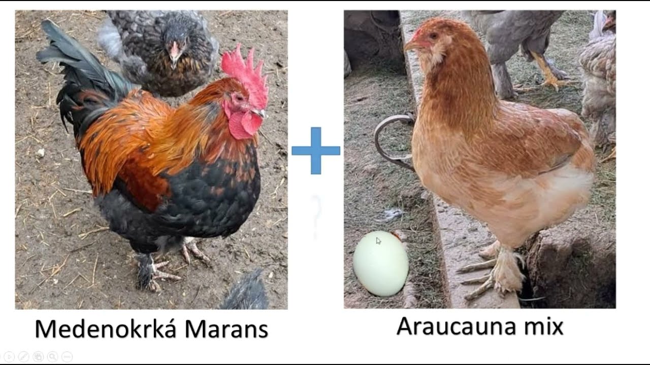 Marans koh&uacute;t a mix Araucana sliepka