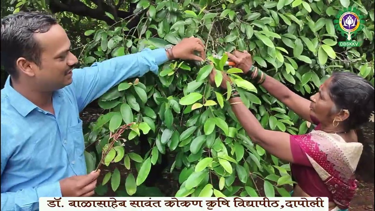 कोकम मृदकाष्टक कलम अभिवृद्धी - श्री. ललित खापरे । Dr. BSKKV, Dapoli