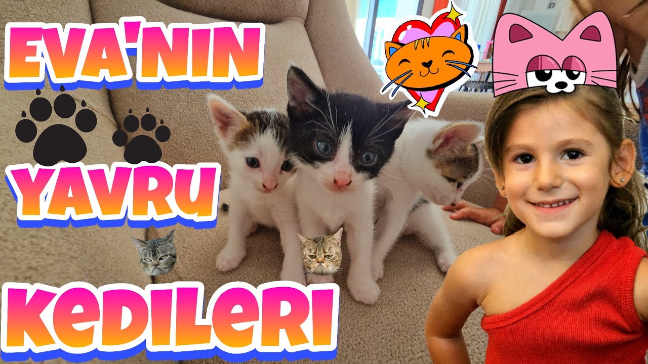 Eva'nın Kedisi Marshmallow Yavru Kedileri Temizliyor