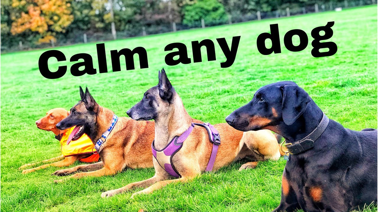 Calm Any Dog!