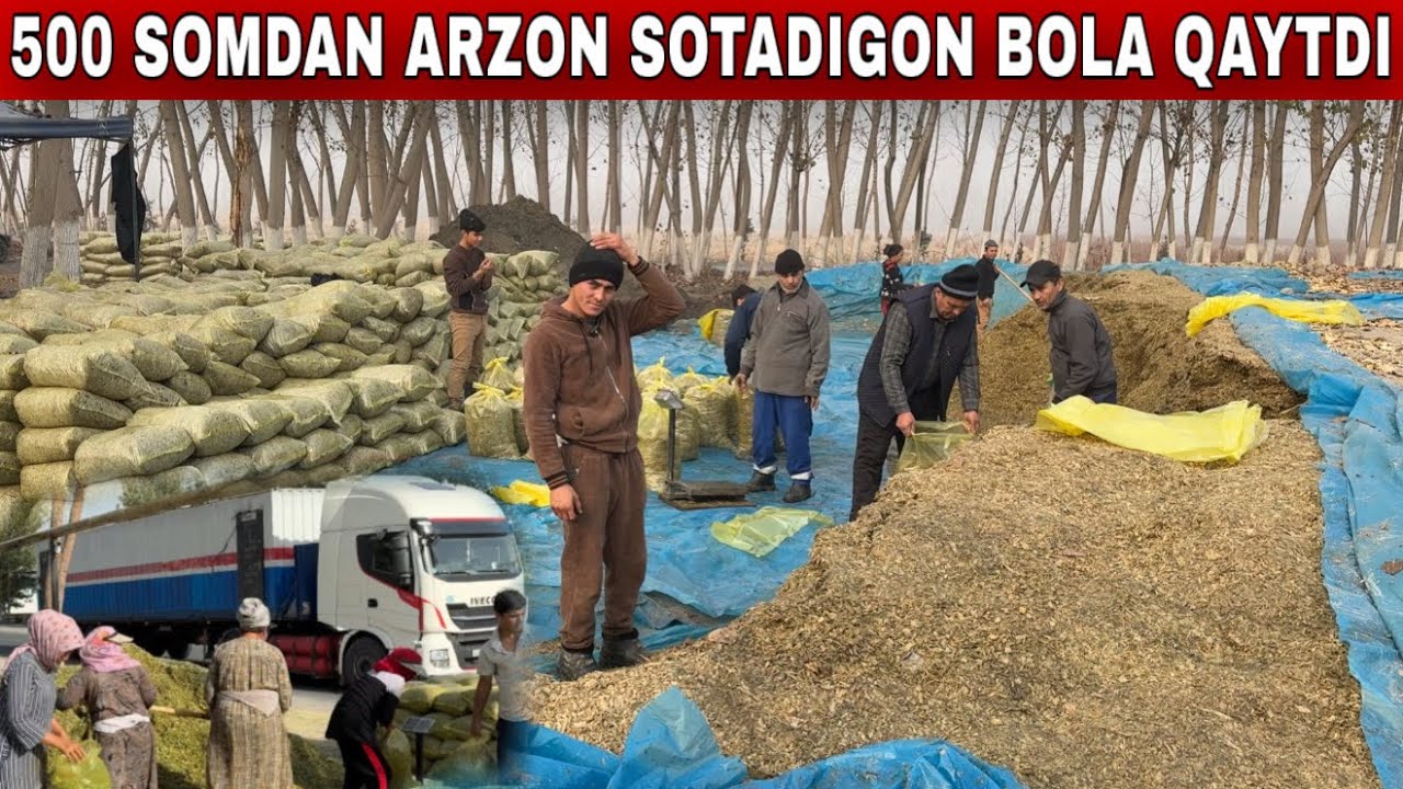ARZONCHI BOLA QAYTDI ENG DONLI SIFATLIY SILOS 500 TONNALIK YAMA OCHILDI