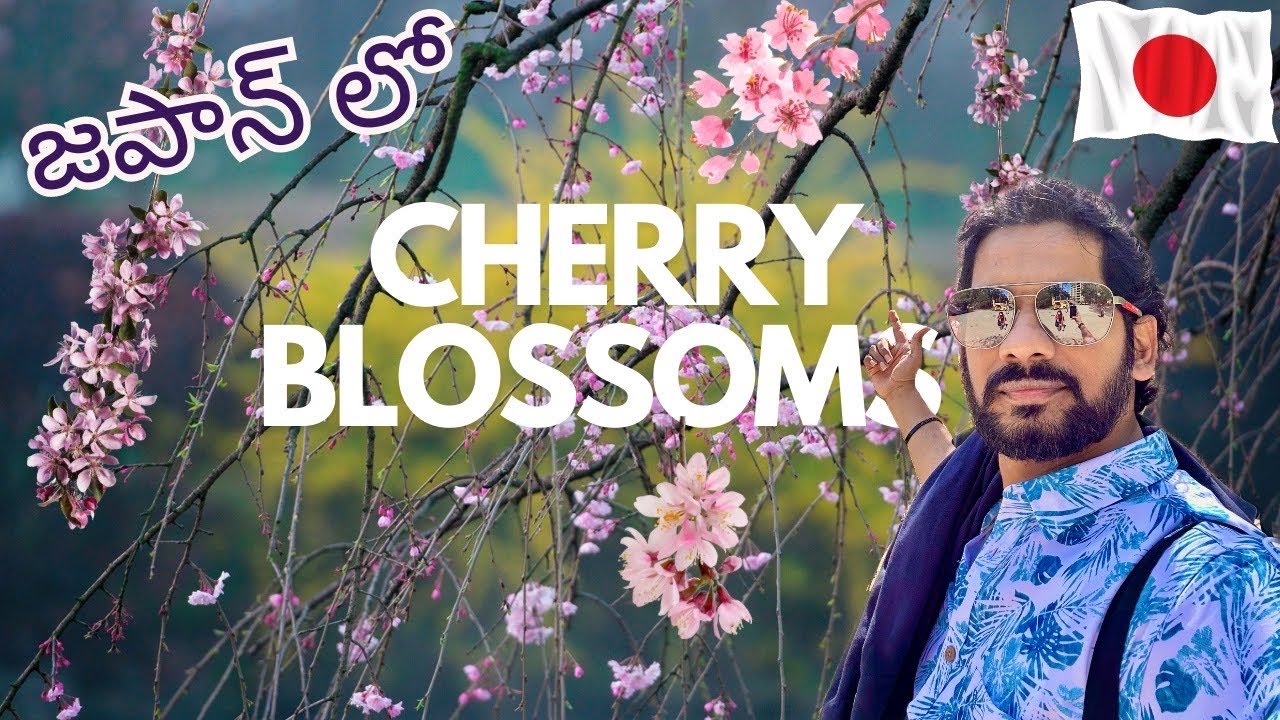Why You Should Visit Japan For The Cherry Blossoms