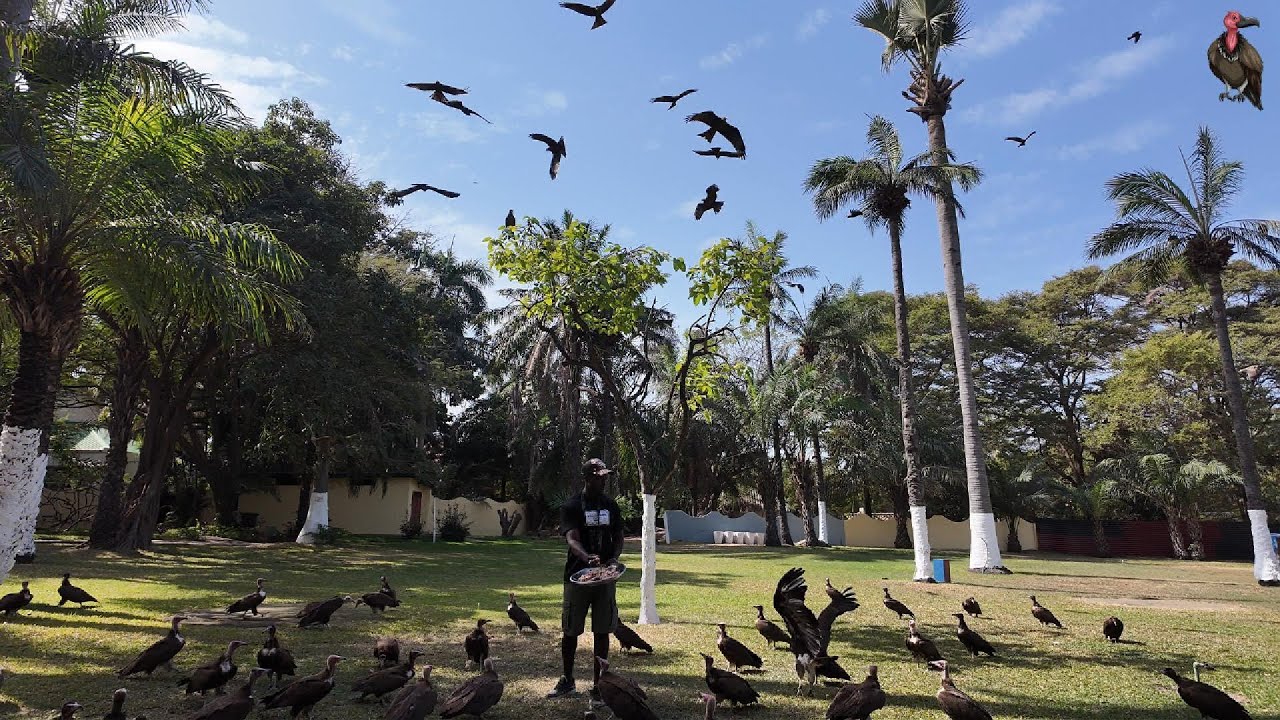 Vulture feeding Senegambia hotel, The Gambia