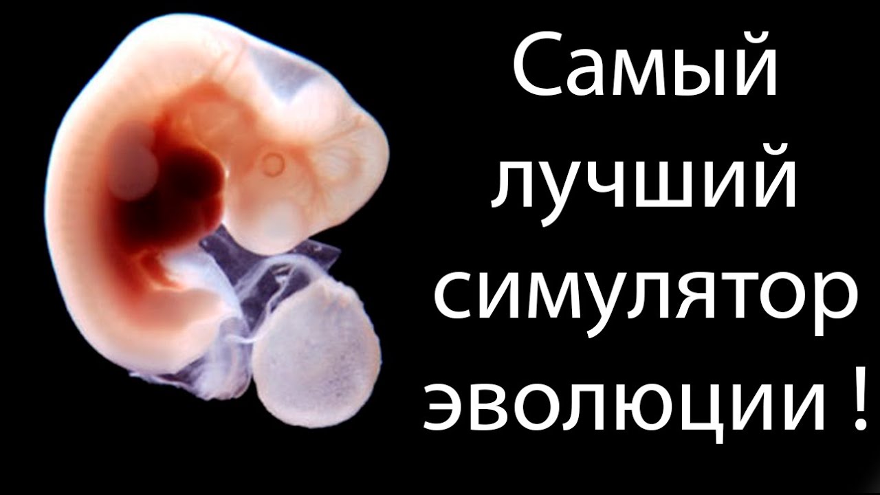 Самый лучший симулятор эволюции ! ( Species )