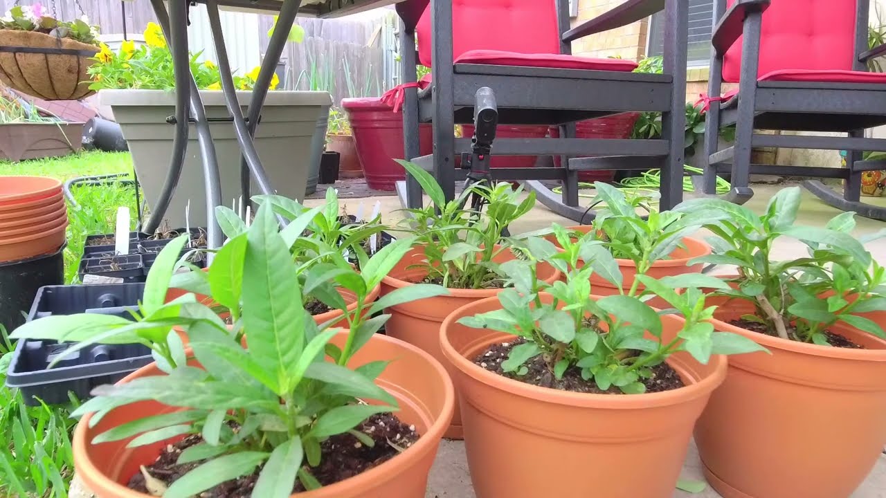 Pelican Prose Monarch Butterfly Habitat Live Stream