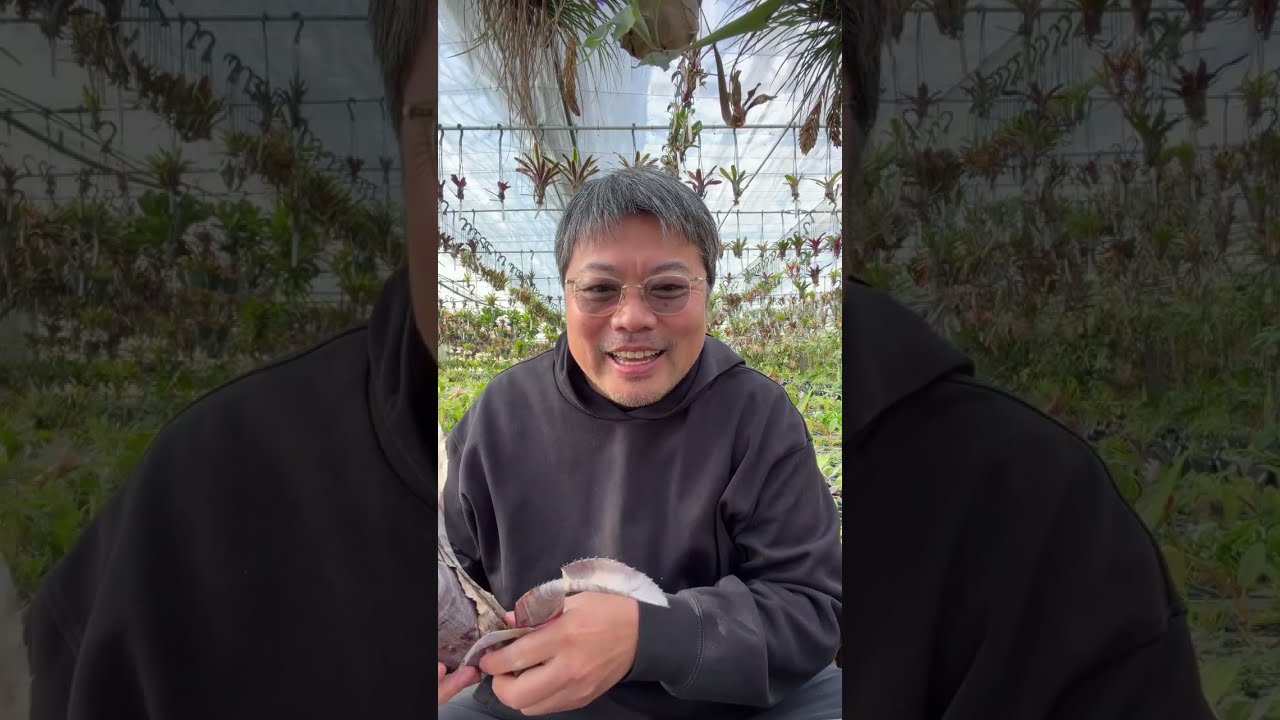 ベネズエラの植物同定は難しい