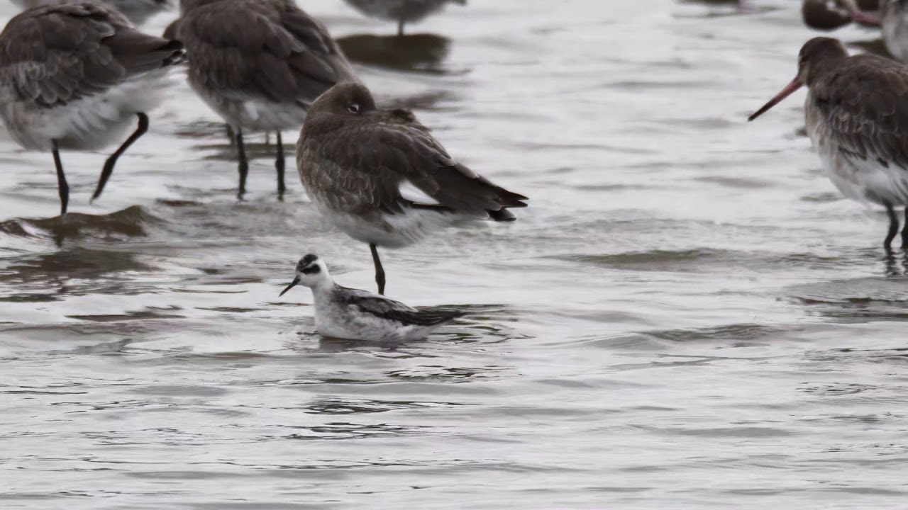 A Ribble Estuary Bird Year