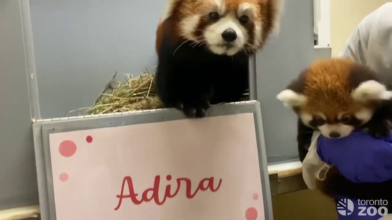 Red Panda Cub Name Reveal- Toronto Zoo