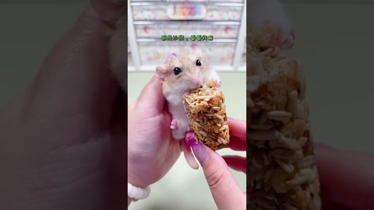 戴上耳机，躺平，被子盖好，开始啦 #仓鼠收纳 #仓鼠配粮 #仓鼠吃播 #养鼠日常分享 #joyce养猫日常