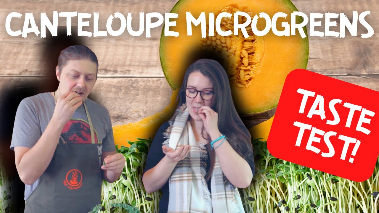 Taste Testing Cantaloupe Microgreens!