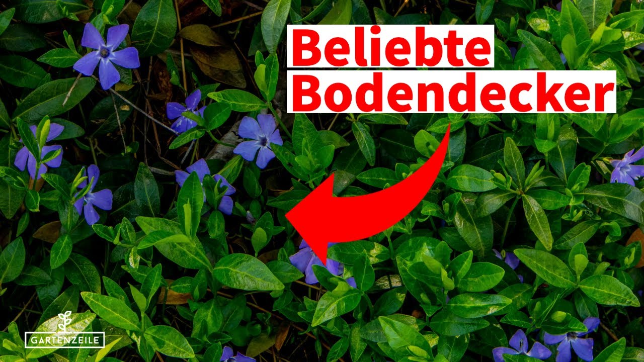 Top 5 Bodendecker f&uuml;r schattige Beete! [Die wachsen in jedem Garten!]