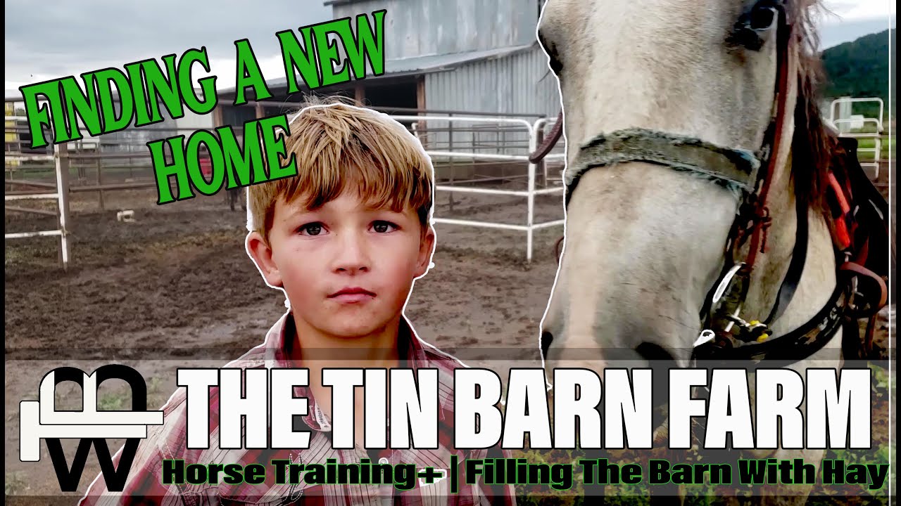 Rehoming a Navajo Reservation horse | Circle of Mushrooms | Desensitizing training Techniques