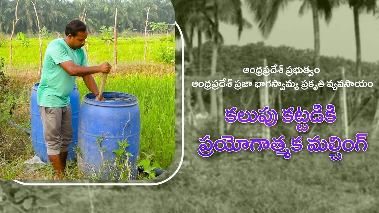 కలుపు కట్టడికి ప్రయోగాత్మక మల్చింగ్