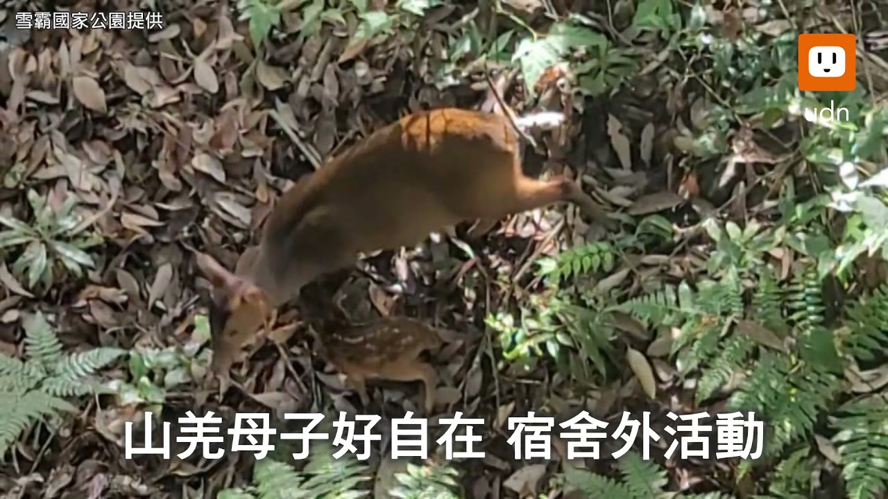 雪霸園區休養近月 人少了野生動物來了