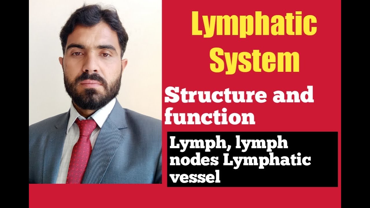 L-13 Lymphatic System  Structure and Function