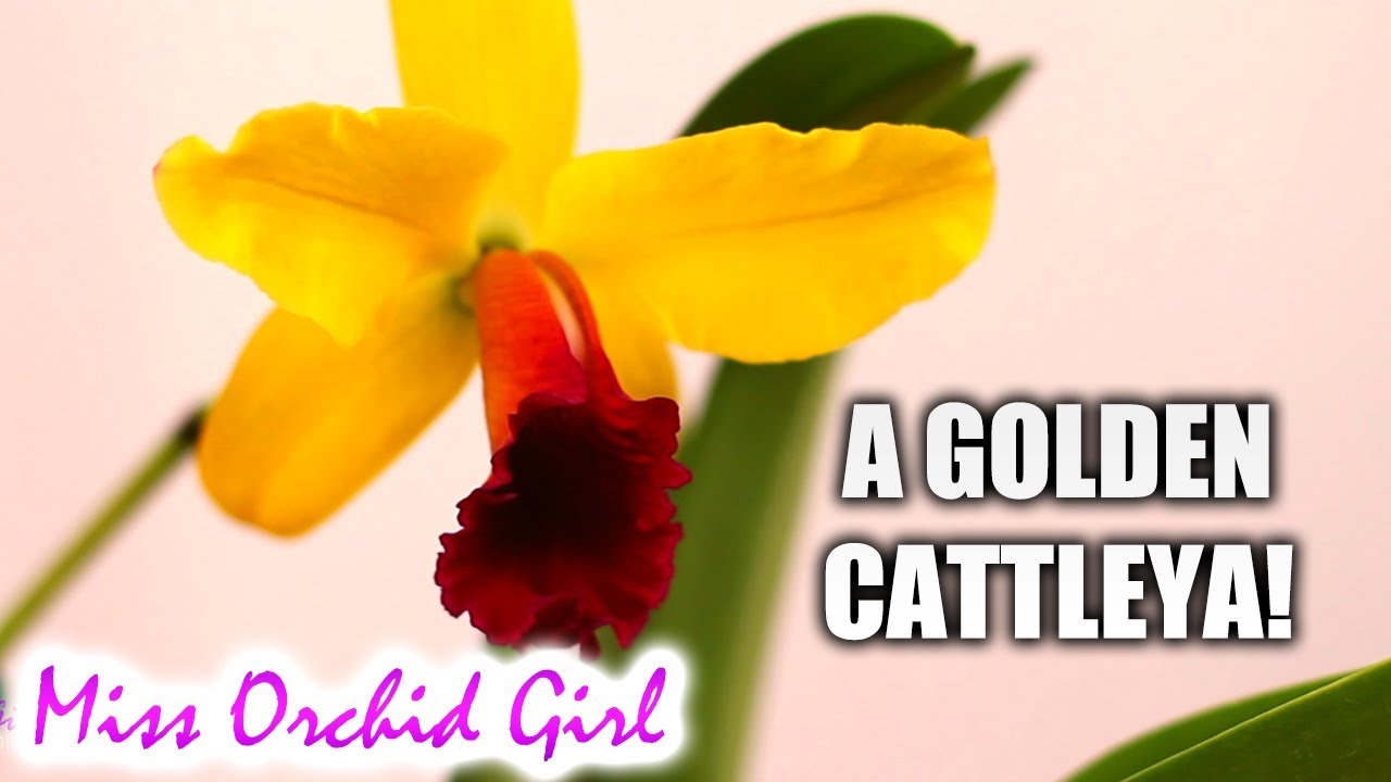 Surprise golden Cattleya Orchid blooms!