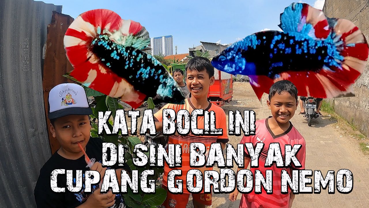 GIANT GORDON NEMO / BLACK VARIATION DI DURI KOSAMBI TANGERANG